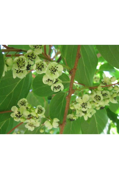 Актинидия аргута Дон Жуан мужская (опылитель) | Actinidia arguta Don Juan | Актинідія аргута Дон Жуан чоловіча (опилювач)